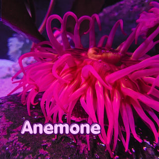 Anemone