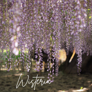 Wisteria | Sprout DK