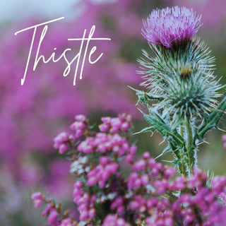 Thistle | Sprout Sock Mini