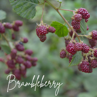 Brambleberry | Seed Natural Sock