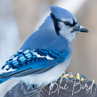 Blue Bird | Sprout DK