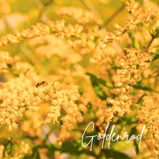 Goldenrod | Sprout Sock
