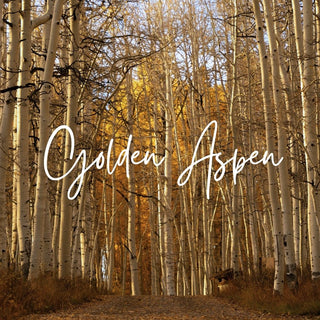 Golden Aspen | Sprout Worsted