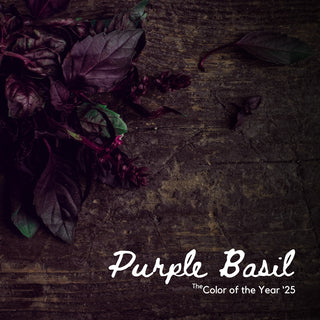 Purple Basil | Sprout Worsted