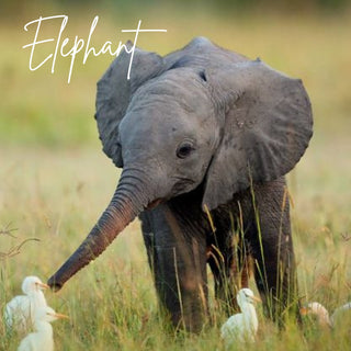 Elephant | Sprout Worsted