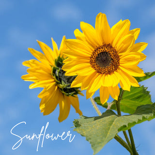 Sunflower | Sprout Sock