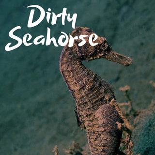 Dirty Seahorse (h) | Sprout DK