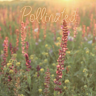 Pollinated | Sprout DK