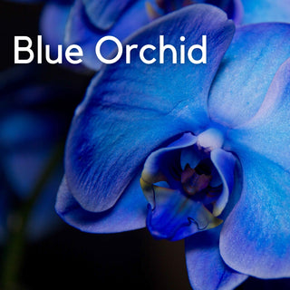 Blue Orchid | Sprout Sock